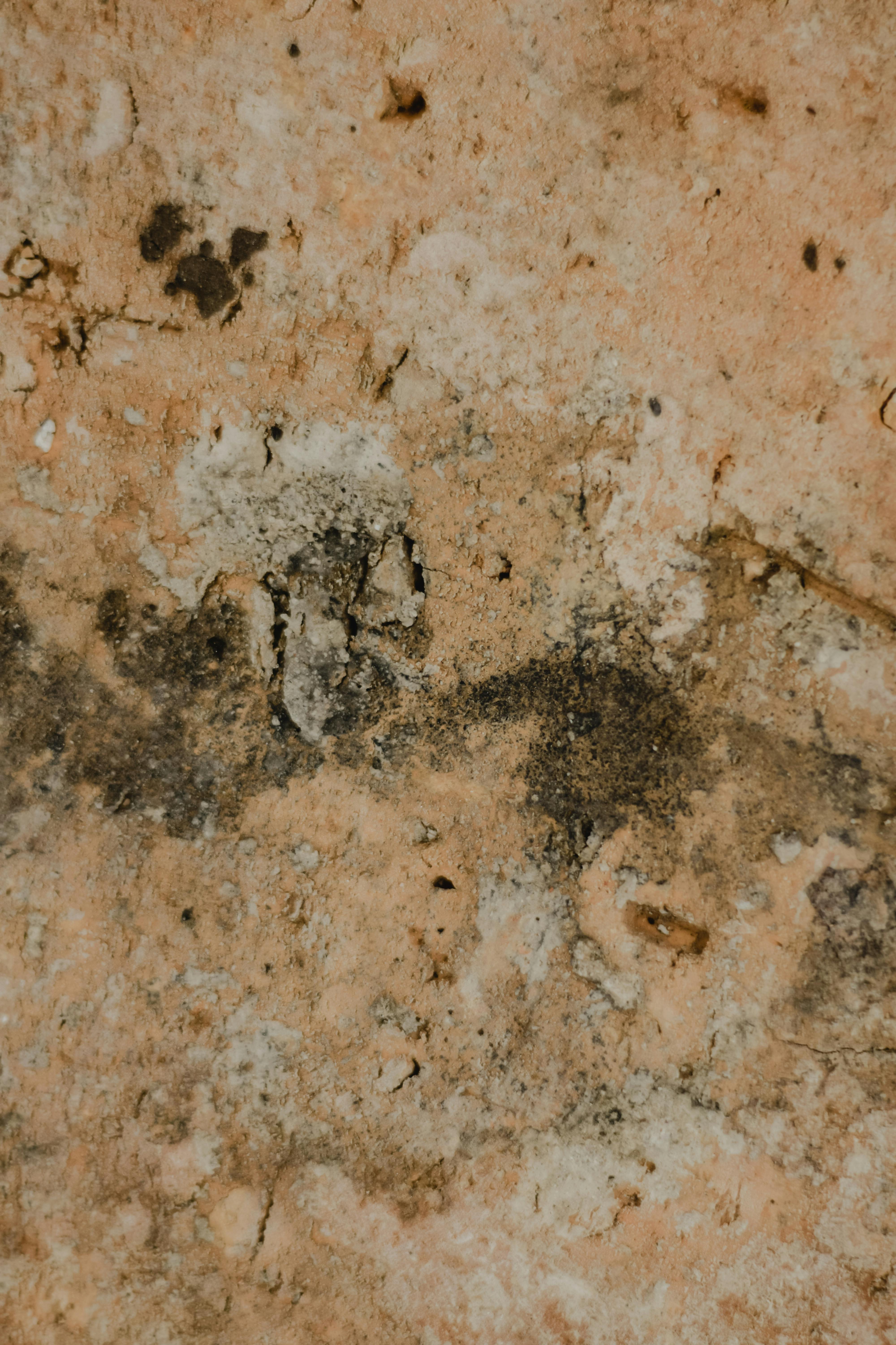 Mold on walls in a damp environment